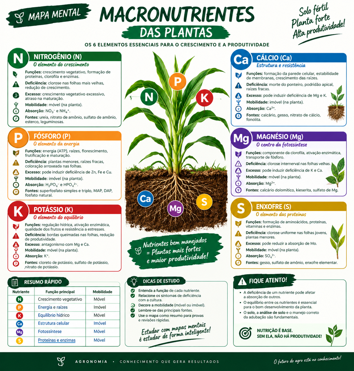 Mapa mental sobre macronutrientes das plantas